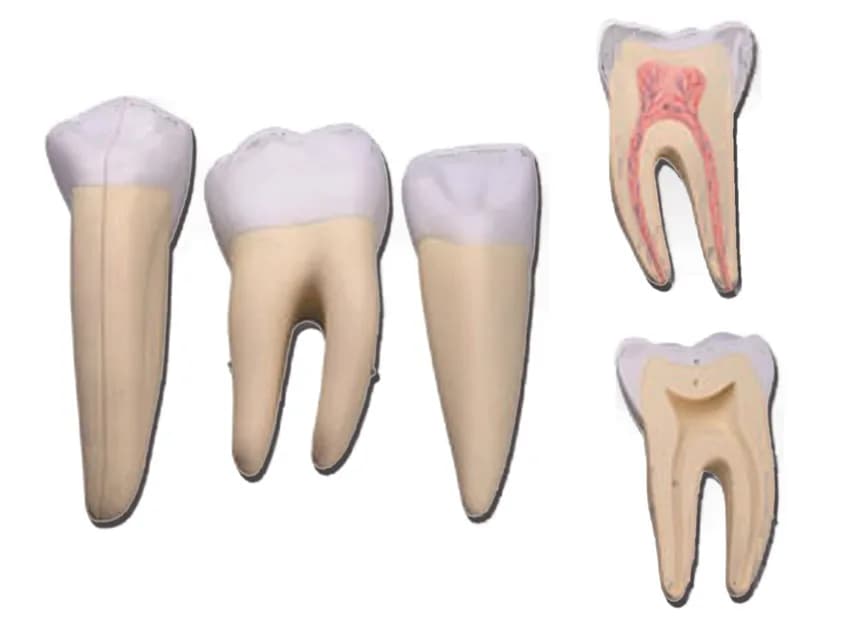 Macheta didactica set 3 dinti: incisiv, canin, MOLAR - 5 parti - 10x