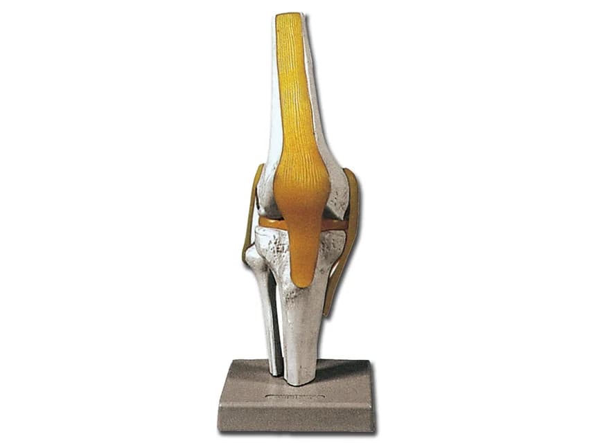 Macheta didactica articulatia genunchiului