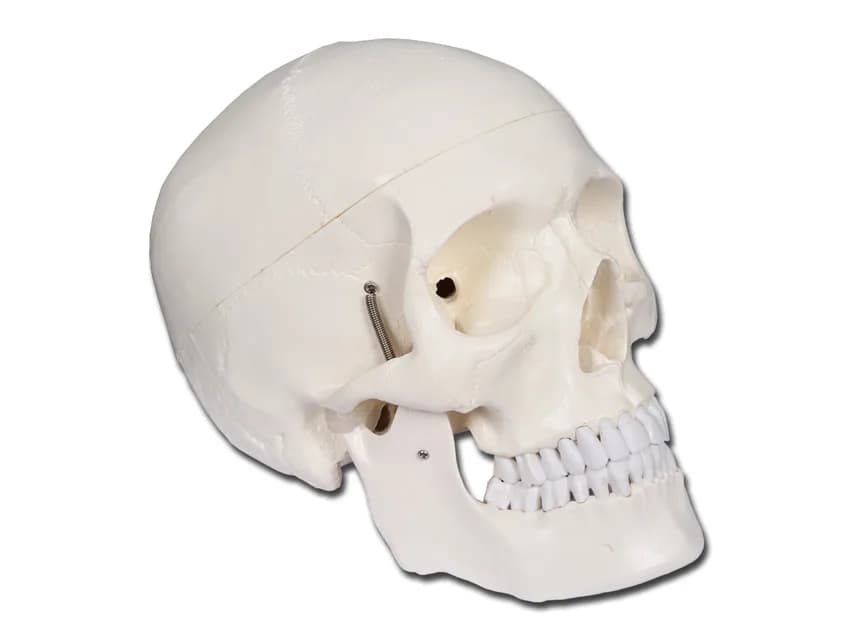 Craniu uman