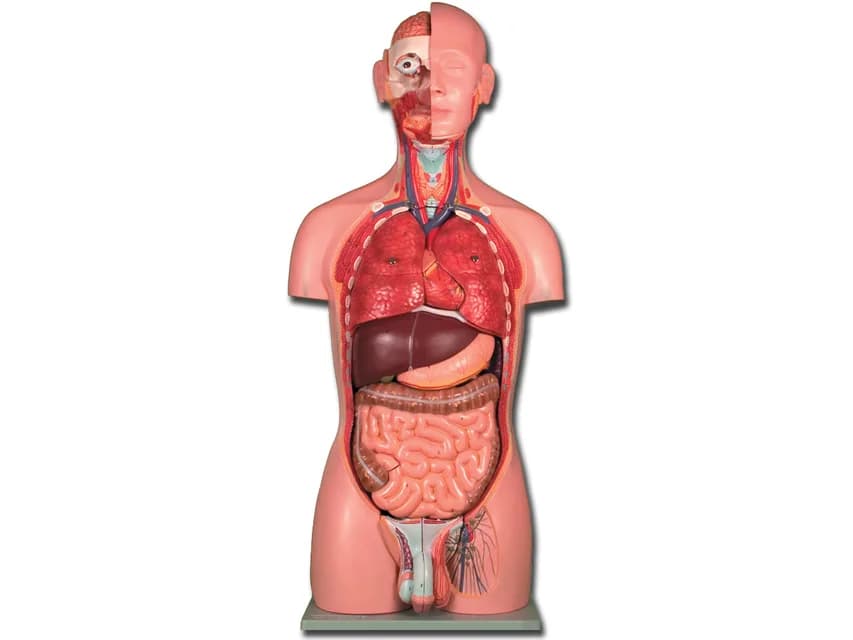 Macheta/manechin didactic trunchi ambele sexe - 25 piese