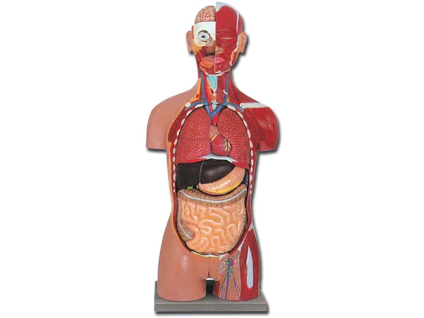Macheta/manechin didactic trunchi muscular ambele sexe cu spetele deschis - 28 piese