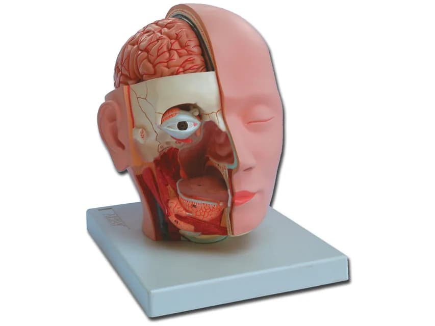 Macheta/manechin didactic cap - 4 piese